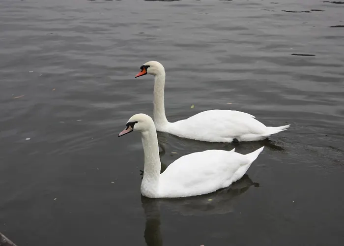 Botel Racek